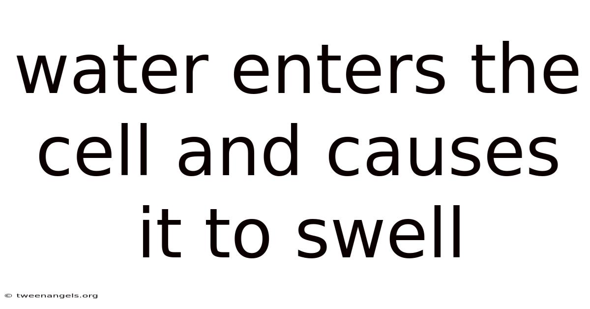 Water Enters The Cell And Causes It To Swell