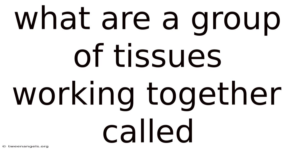 What Are A Group Of Tissues Working Together Called