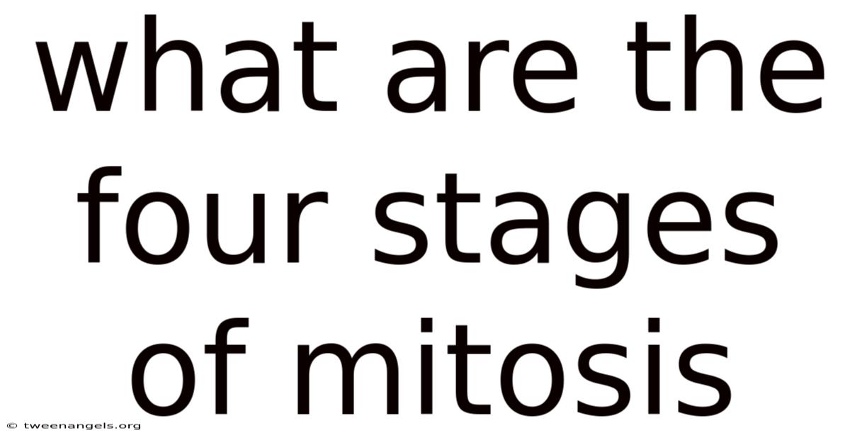 What Are The Four Stages Of Mitosis