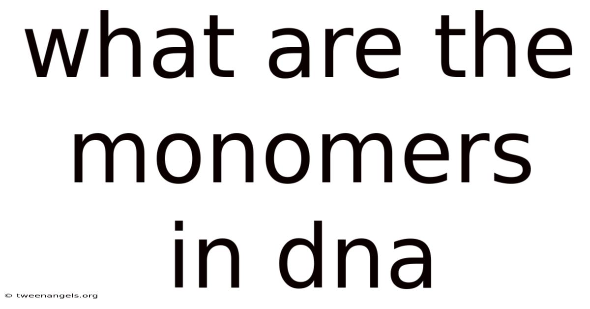 What Are The Monomers In Dna