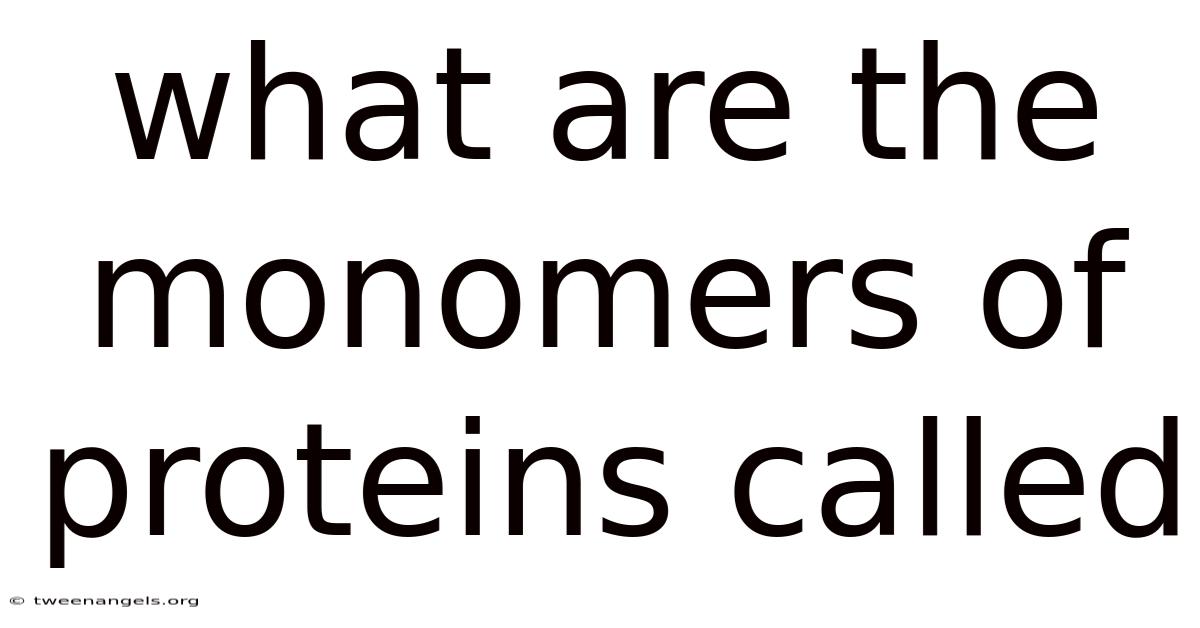 What Are The Monomers Of Proteins Called