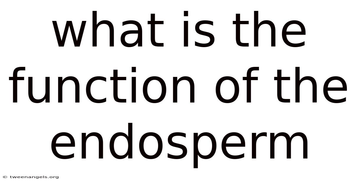 What Is The Function Of The Endosperm