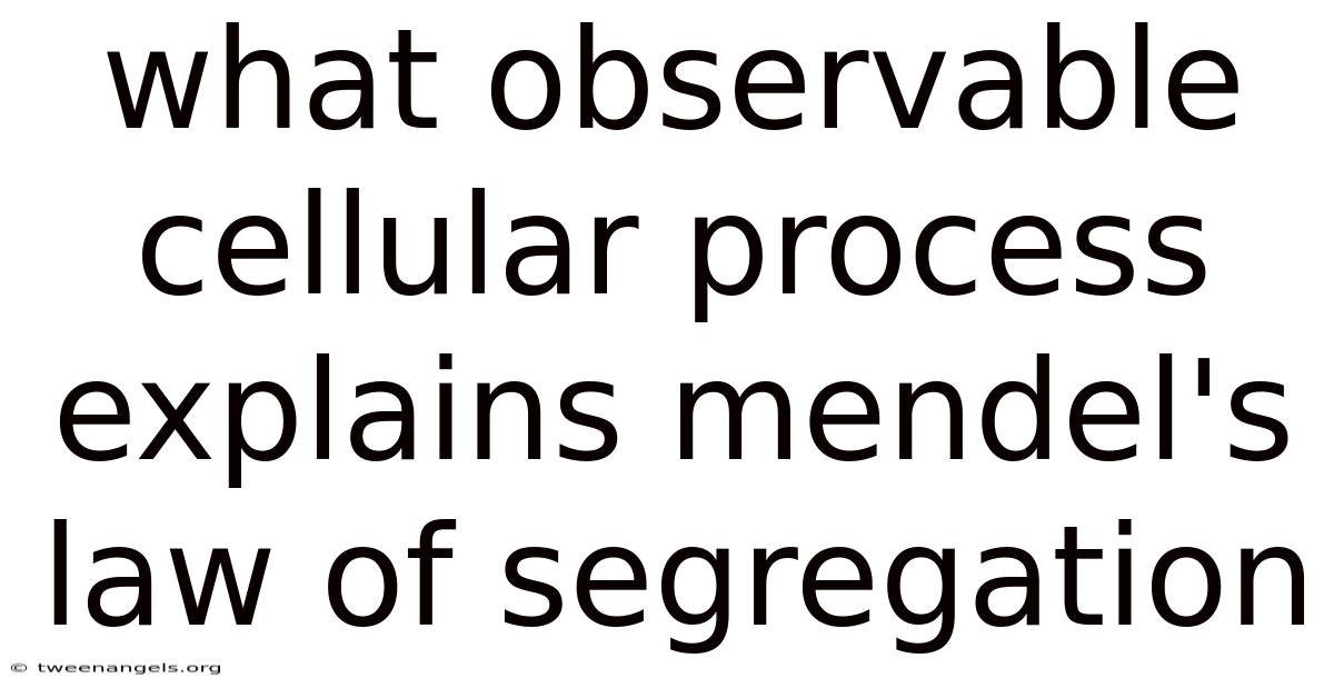 What Observable Cellular Process Explains Mendel's Law Of Segregation