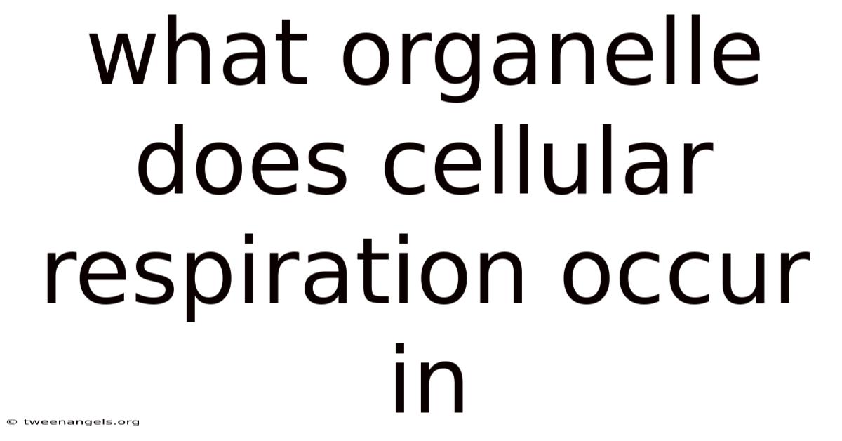 What Organelle Does Cellular Respiration Occur In