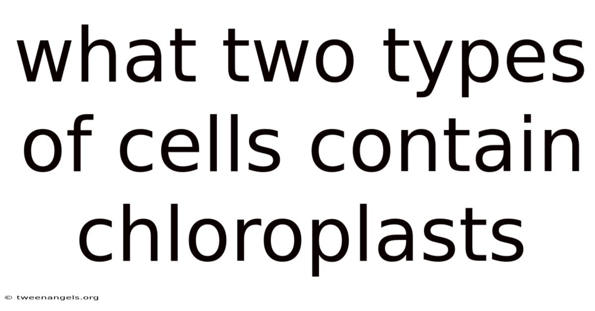 What Two Types Of Cells Contain Chloroplasts