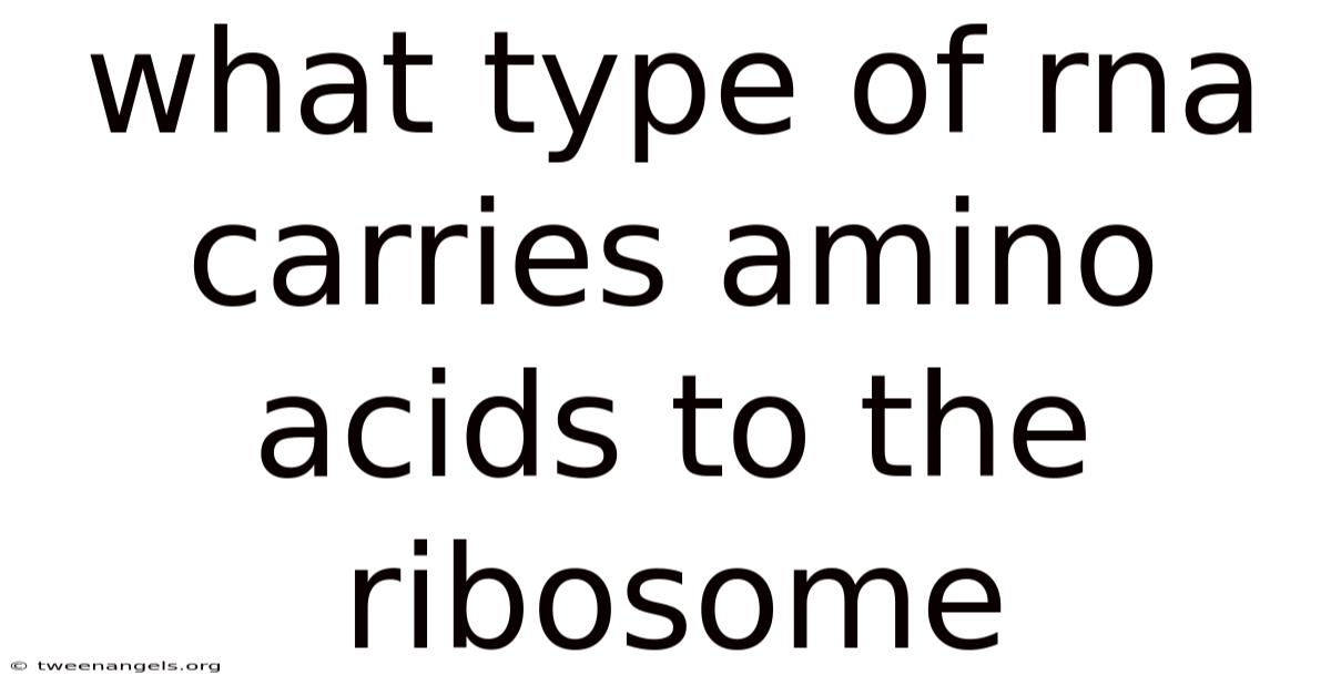 What Type Of Rna Carries Amino Acids To The Ribosome
