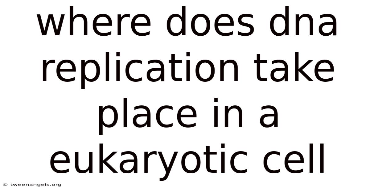 Where Does Dna Replication Take Place In A Eukaryotic Cell