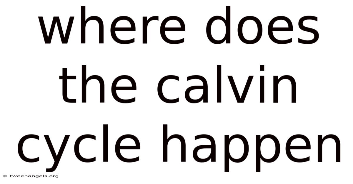 Where Does The Calvin Cycle Happen
