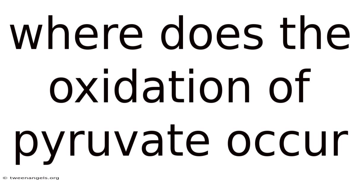 Where Does The Oxidation Of Pyruvate Occur