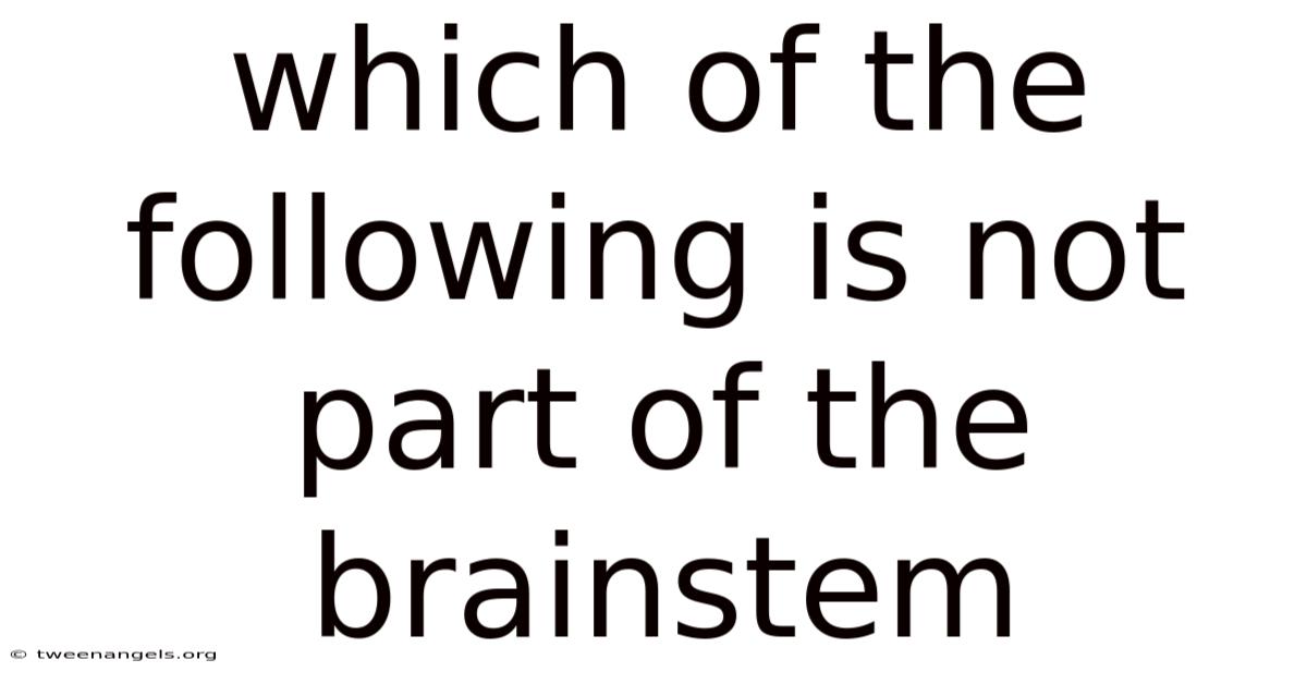 Which Of The Following Is Not Part Of The Brainstem