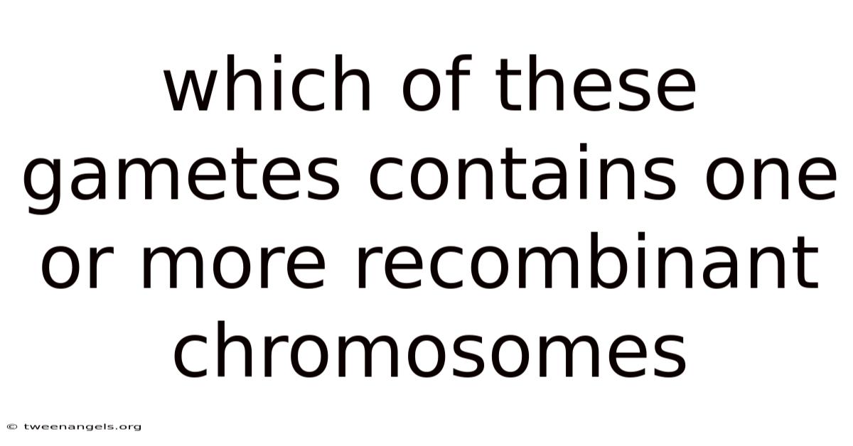 Which Of These Gametes Contains One Or More Recombinant Chromosomes