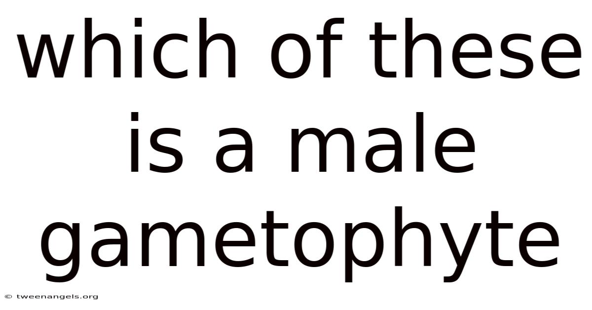 Which Of These Is A Male Gametophyte
