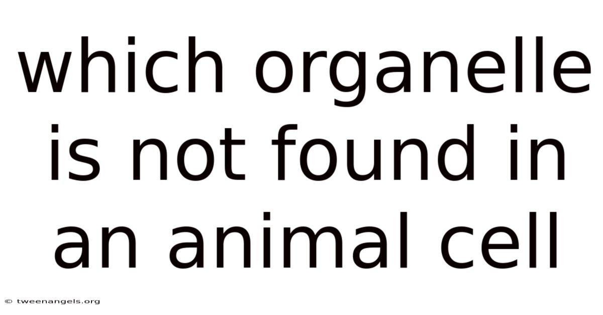 Which Organelle Is Not Found In An Animal Cell