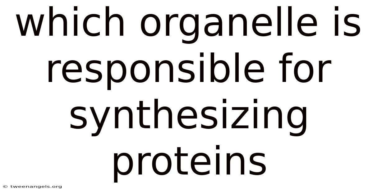 Which Organelle Is Responsible For Synthesizing Proteins