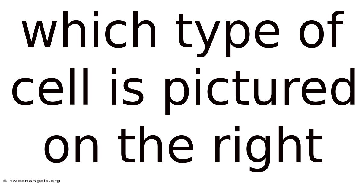 Which Type Of Cell Is Pictured On The Right